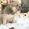 French Bulldog Puppies 10 weeks - READY TO SNUGGLE- Blue and Lilac, AKC parents . Follow  HD Frenchies Indy on Facebook