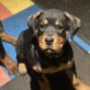 Pure Breed German Rottweiler Female Pup- Champion Bloodline