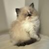 Purebred gorgeous seal point Tortie female kitten rare beauty