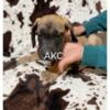 AKC great Dane puppies