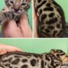 Silver and Brown Bengal Kittens - TICA Registered