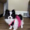 Pomeranian puppies located in racine wi