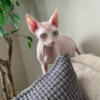 Adorable Sphynx Kittens Coming Soon!