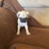 Pug puppies for rehoming