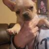 Frenchton puppies 2 females 2 males