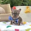 Poetic French Bulldog Puppy Chocolate & Tan Male Chip Frenchie