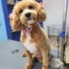 Female Goldendoodle for Rehoming