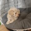 Pure bread toy poodle