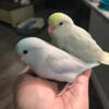 Parrotlets available