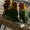 LOVEBIRDS  BREEDING PAIRS  PROVEN SOME ON EGGS READ TO BREED