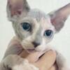 Canadian Sphynx Blue White Torti