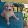 For sale absolutely beautiful shepherdoodle puppies. German Shepard and Goldendoodle mix