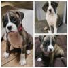 AKC Boxer Puppies ready May 10th, 2024