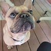 Introducing Walter! $500 STUD Fawn Merle French Bulldog