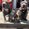 #1 American Bully breeder in New York bluenose, tri-color & more
