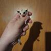 Baby sugar glider, exotic colored, ready Memorial Day