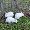 Netherland Dwarf Mix Bunnies