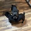AKC registered Blue French Bulldog available for stud for only $600