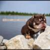 ABR REGISTERED SUPER EXOTIC BULLY CHOCOLATE TRI STUD Direct $Byrd Muney$ son