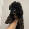 Mini Poodle girl looking for a home