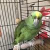 Yellow Amazon Parrot