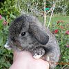 Holland Lop Bunnies Rabbits For Sale Florida