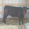 Purebred Dexter cow*ready to be bred back