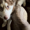 6 month old Siberian husky $300 or best offer