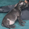8 week old female Titere/ imperio