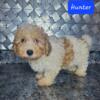Havapoo puppy 1 boy available