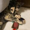 American Shorthair Tortoiseshell Cat - Needs Loving Home