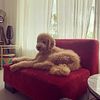 Rio the goldendoodle ready for stud