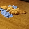 4 puppies need a good loving home