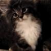 Gorgeous  Maine Coon little  girl