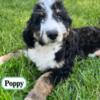 TRAINED! F1B Standard Bernedoodle Puppy