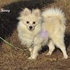 Sunny Pomeranian very sweet