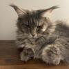 Pure European Blue Silver Female Maine coon cat very High quality with Excellent fur