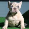 $2,500 Danio Male Blue Merle - beautiful French Bulldog puppy for sale.