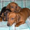 Miniature Dachshunds All Males