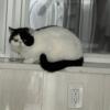 Exotic shorthair for adopt $200
