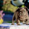 AKC - French Bulldog Puppy - FULL FLUFFY BLUE & TAN FEMALE