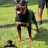 Rottweiler Male 16 months old (AKC)