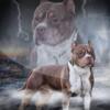Ready now American bully standard/xl pups