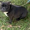 MICRO EXOTIC BULLY FEMALE FOR SALE