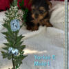 Yorkies pups for sale