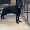 Reduced Akc solid black imported male