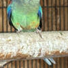 Female Mulga Parakeet