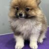 Cute little Pomeranian for sale