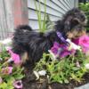 Yorkie/toy poodle mix (yorkipoos)