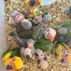 Baby birds available